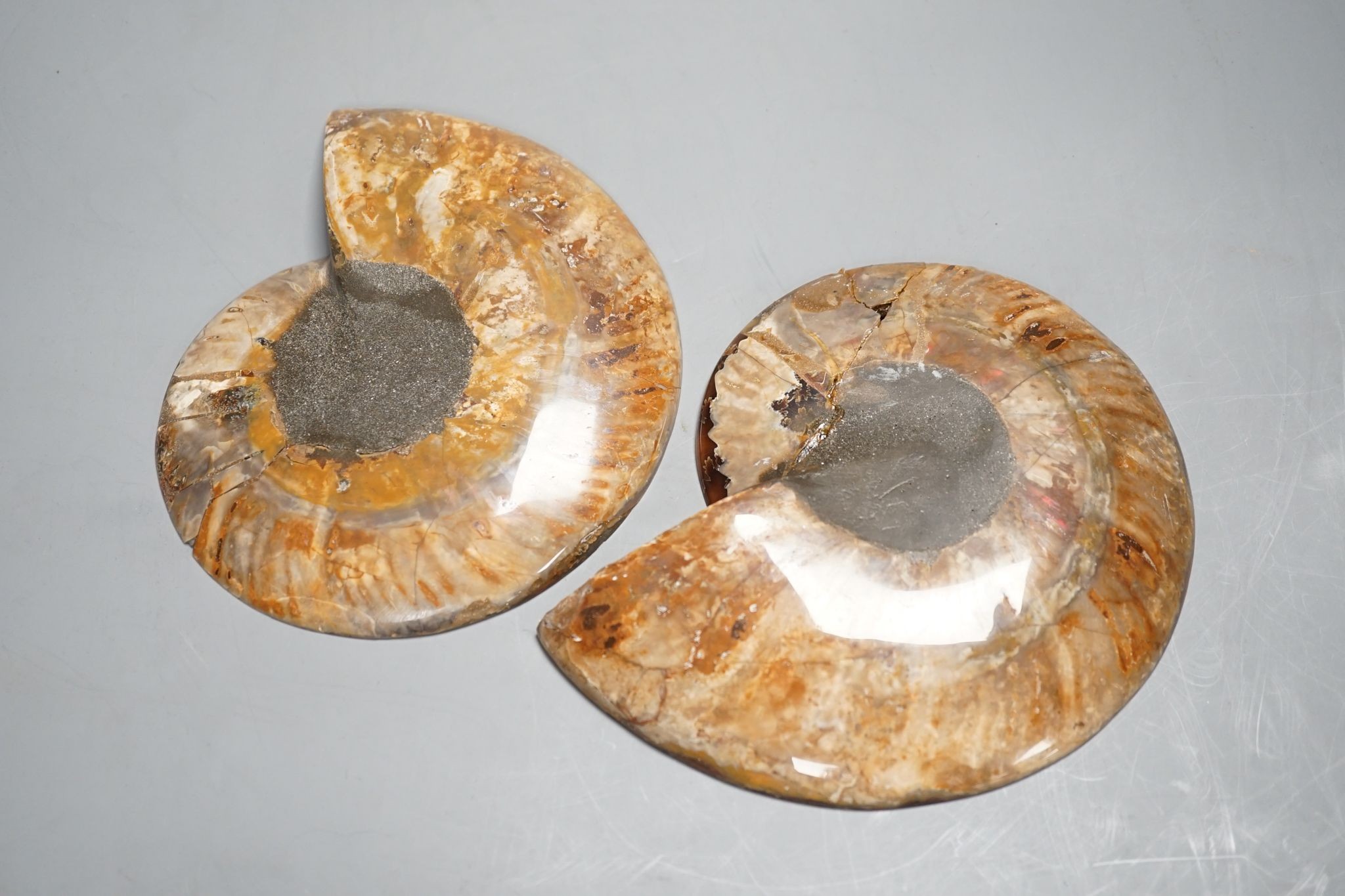 A polished hardstone ammonite fossil, in two halves